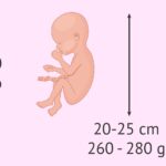 Desarrollo fetal en la semana 20: tamaño y peso del feto
