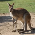Canguro en Barcelona: ¡Necesito Ayuda en el Foro!