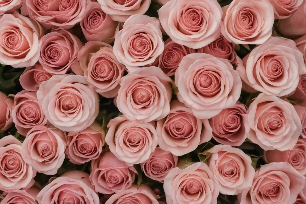 La pared de papel muestra rosas rebajadas de la marca Rosa Jove con ofertas y promociones